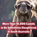 Thousands Of Camels Will Be Killed