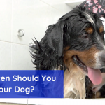 A Dog’s Fur Is Sensitive