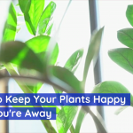 Always Keep The Plants In Your Home Happy