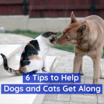 Cats And Dogs Can Live In Harmony