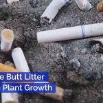 Cigarette Butts Are Gross And Hurt Plants