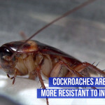 Cockroaches Are Growing Resistant To Poison