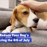 Comfort Your Dog On July 4th