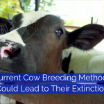 Cow Breeding Could End In Disaster
