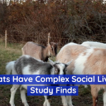 Don’t Get Into A Goat’s Personal Life