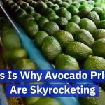 Get A Load Of These Avocados