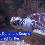 How Your Old Bra Can Save A Turtle