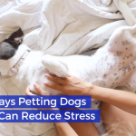 If You’re Stressed You Should Go Pet A Dog