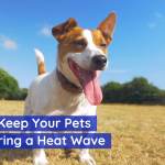 Keep Your Pets Safe During The Heart Wave