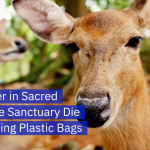 Plastics Kill These Japanese Deers