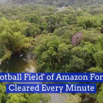 Soon There Won’t Be An Amazon Rainforest Left