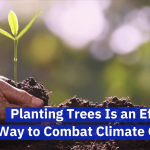 Start Fighting Climate Change By Planting Trees