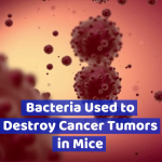 This Bacteria Killed A Cancer Tumor