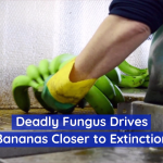 Bananas Are Suffering From A Deadly Fungus