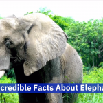 Elephants Are Truly Unique