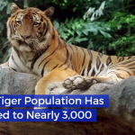 India’s Tiger Population Is Now Actually Growing