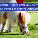Take Your Pony On The Plane