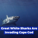 The Waters Off Cape Cod Are Not So Friendly