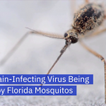 These Florida Mosquitos Carry A Deadly Virus