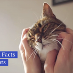 Things You Might Not Know About Cats