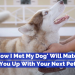 Use This Website To Find The Perfect Dog