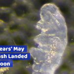 What’s A Water Bear And Why Are They On The Moon