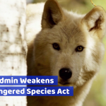 What’s Happening With The U.S. Endangered Species Act