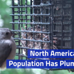 Birds Are Having A Tough Time In America