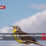 A Birds Brain Can Be Altered