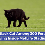 MetLife Stadium Has A Cat Problem