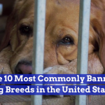 These Dogs Have A Tough Time