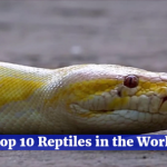 These Reptiles Are Dangerous