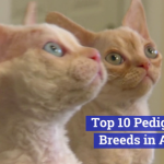 Top Cat Breeds In The U.S.