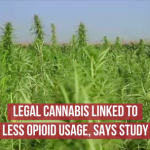 Cannabis And Opioid Usage