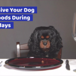Dogs Can’t These Foods During The Holidays