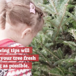 Maintaining The Christmas Tree Needles
