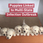 These Puppies Are Getting People Sick