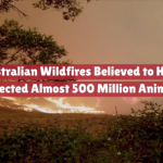 The Australian Wildfires Are An Environmental Catastrophe